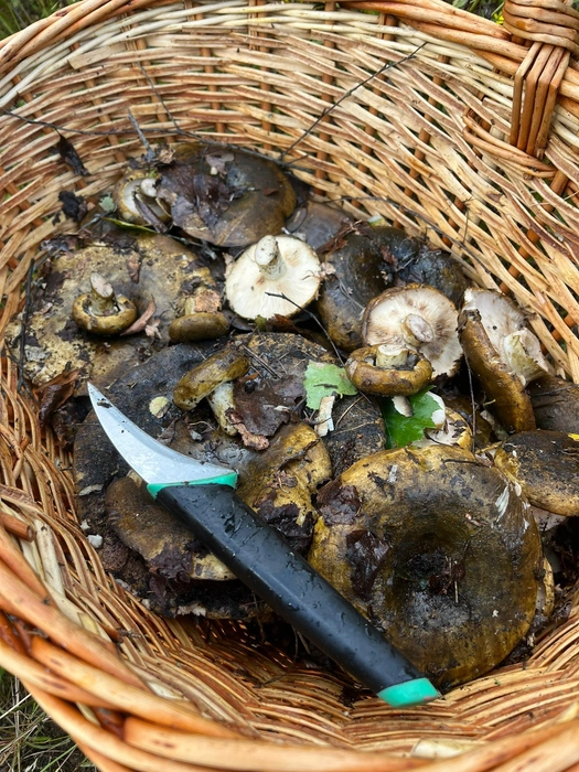 Источник: Олег Семиков / «Грибы и Грибники Подмосковья» / vk.com