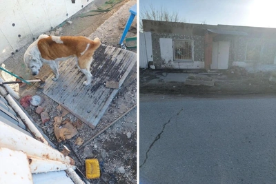 Омичи пытаются спасти брошенного алабая