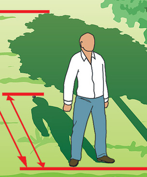 Как измерить высоту дерева
