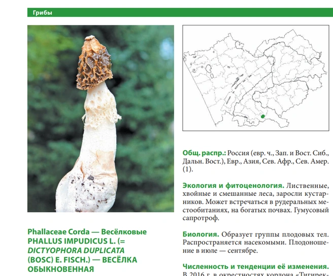 Гриб распространяется насекомыми | Источник: Красная книга Алтайского края