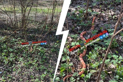 В Ярославле нашли экзотическую змею, вероятно, сбежавшую из дома