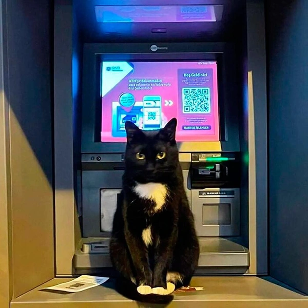 Источник: istanbulcatsofficial