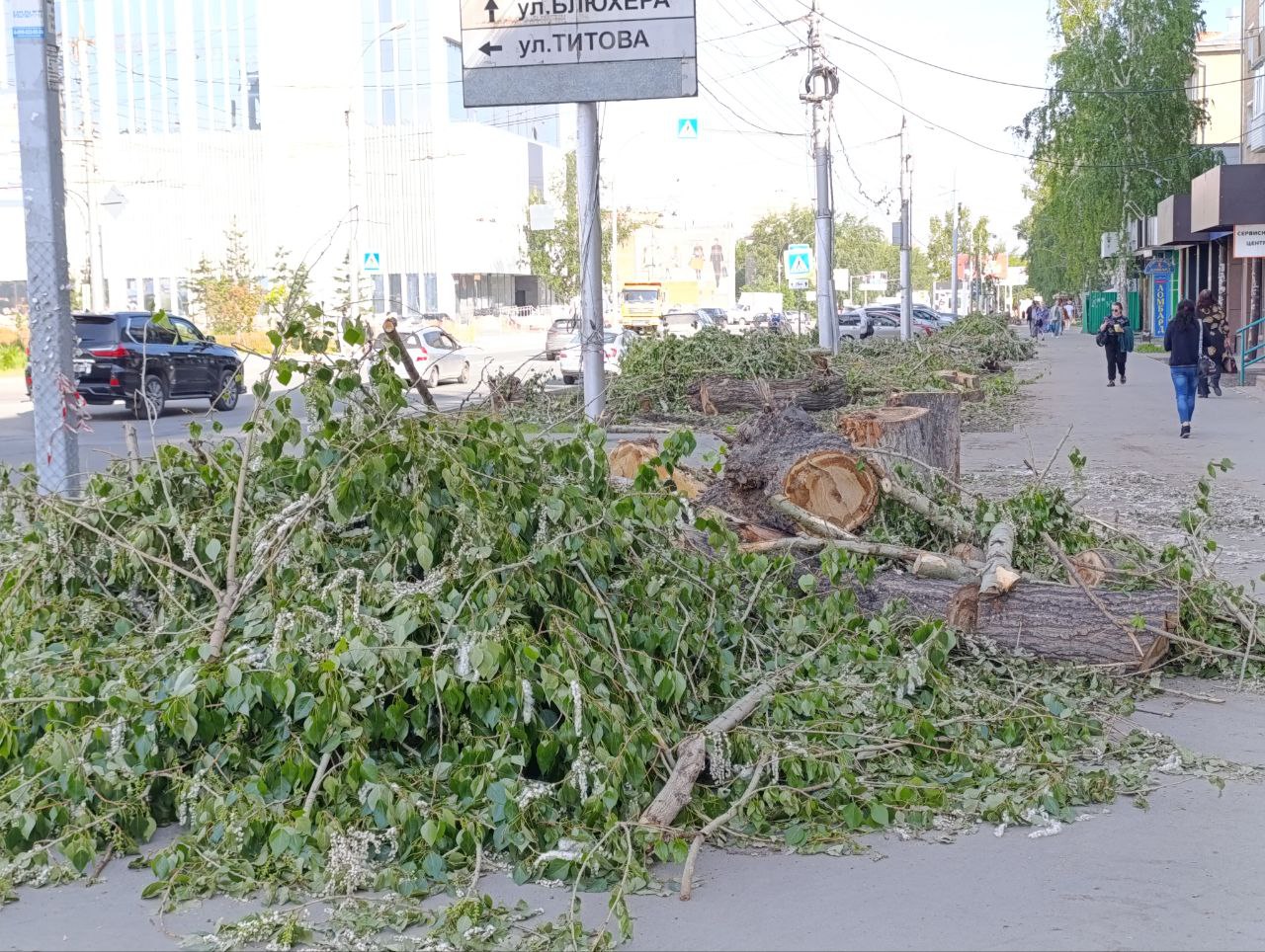 В Новосибирске массово срубили деревья на улице Ватутина - 11 июня 2024 -  НГС.ру