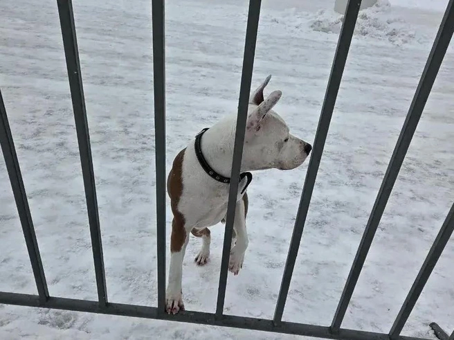 Источник: мэрия Воронежа