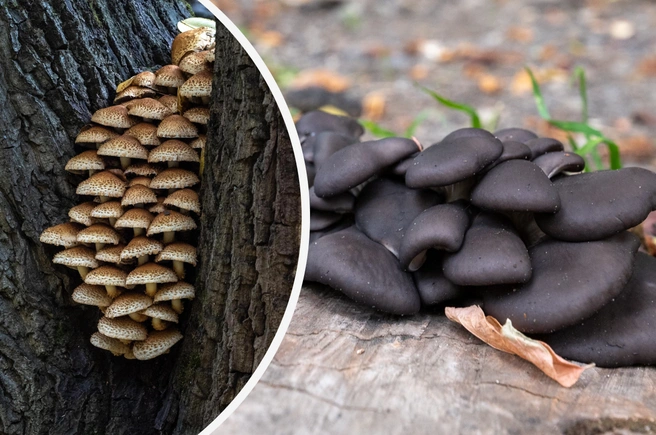 Рассказываем, какие грибы можно найти в Подмосковье в октябре | Источник: Михаил Огнев / FONTANKA.RU; Евгений Вдовин / 161.RU