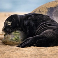 Океан и его обитатели: посмотрите на невероятные снимки финалистов конкурса Ocean Photographer of the Year 2026
