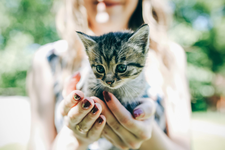 Как узнать, сколько лет вашей кошке по человеческим меркам — а вы и не догадывались