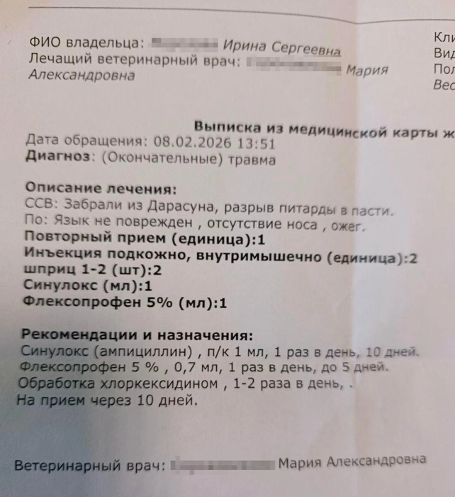Источник: приют для собак «Верность» / t.me