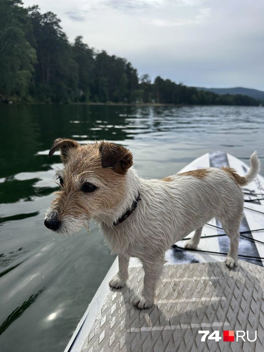 Пятилетняя Алиска тоже стала жертвой волкособов  | Источник: читатель 74.RU