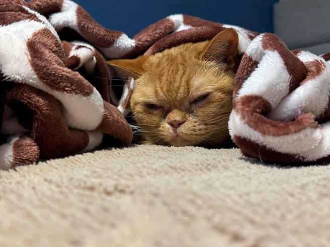 В городе стало холодно, и домашние коты свернулись под пледы. | Источник: Анастасия