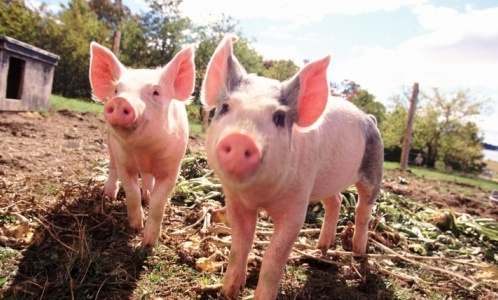 Россия вводит запрет на ввоз европейской свинины из-за африканской чумы