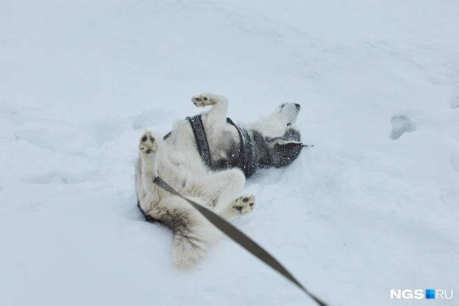 Хаски и самоеды — самые популярные участники | Источник: Александр Ощепков / NGS.RU