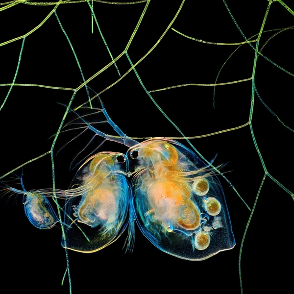 Семнадцатое место. Пара дафний и водоросли | Источник: Hong Guo / Nikon Small World 2025