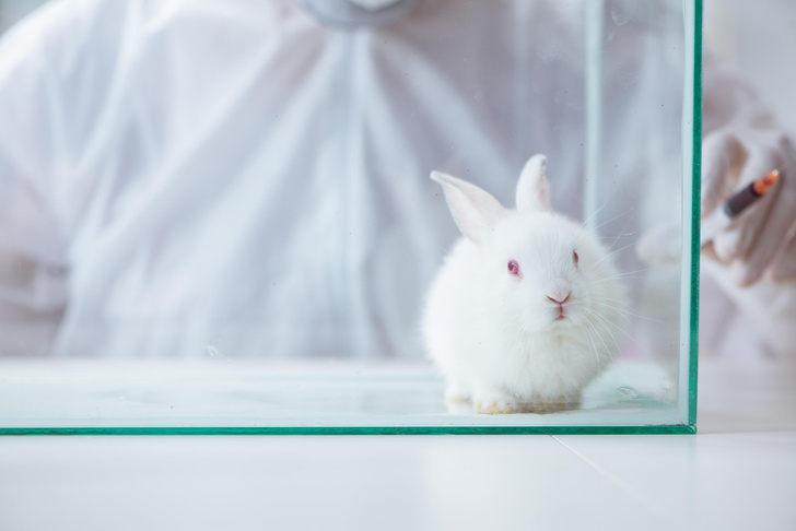 Удача после 700 попыток: как в России создавали генно-отредактированного кролика