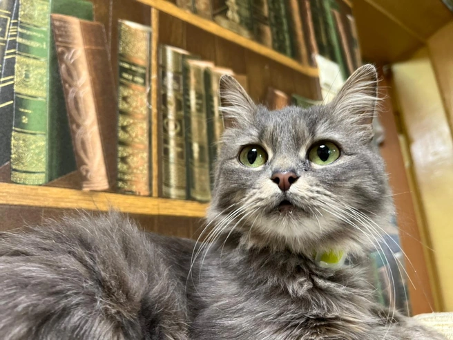 Кошка оказалась ручной и доброй | Источник: предоставила куратор