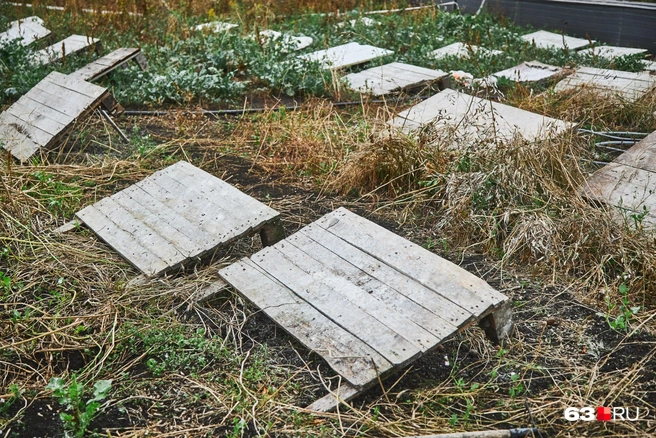 Так выглядит поле, или огород, назовите как хотите. По площади похоже на территорию обычного дачного участка или на небольшой огород картошки, сколько бы вы посадили для себя | Источник: Роман Данилкин / 63.RU