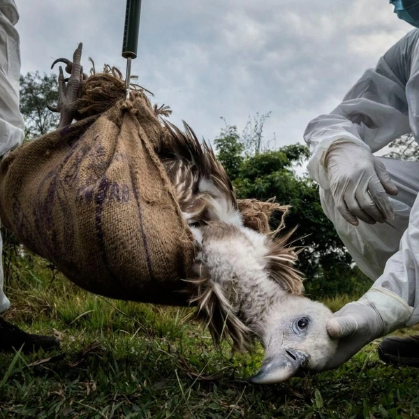 Непальские волонтеры взвешивают раненого снежного грифа (Gyps himalayensis) перед отправкой на лечение | Источник: Alain Schroeder / BigPicture 2025