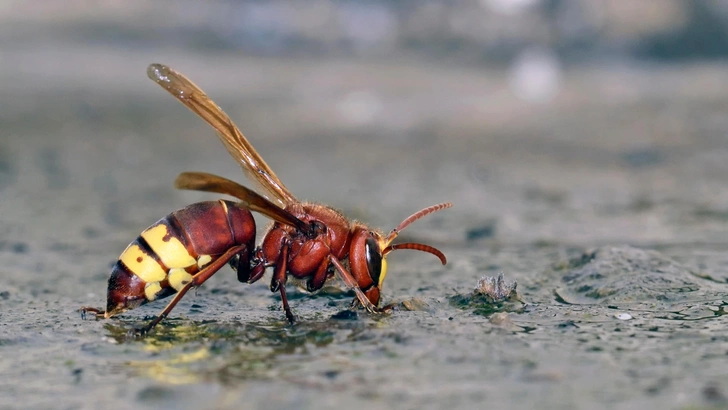Восточный шершень (Vespa orientalis) | Источник: ASakoulis via Shutterstock/Fotodom.ru