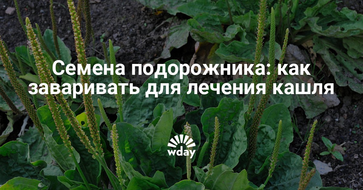 Караоке подорожник. Как заваривать подорожник. Семена подорожника. Подорожник лекарственное растение от кашля. Как правильно заварить подорожник?.