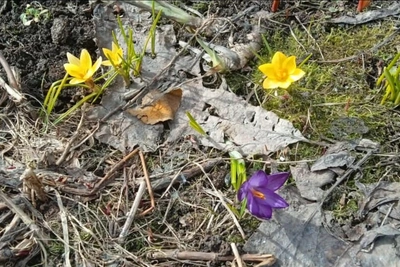 Поздняя весна: новосибирцы увидели первые цветы на дачах