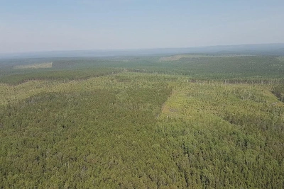 План по лесовосстановлению перевыполнили в Приморье