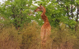 Жирафа с деформацией шеи заметили в Южной Африке. Что произошло с животным?