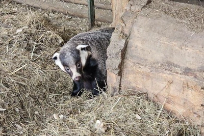 Весна началась: барсук Нюша проснулся в Иркутском зоосаде