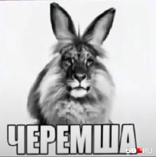 «Черемша» — это кот с ушами зайца и мордой льва | Источник: TikTok