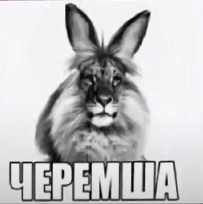 «Черемша»&nbsp;— это кот с ушами зайца и мордой льва | Источник: TikTok