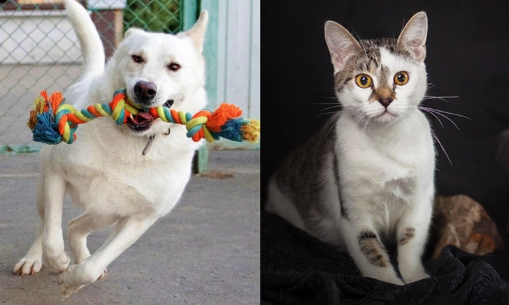 Котопёс недели: кот Жюльен и пёс Беляш | maximonline.ru