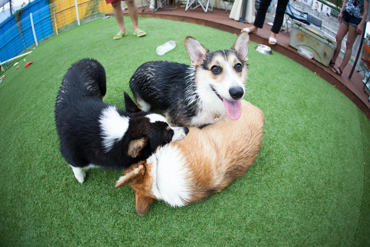 Эти породы часто путают друг с другом. А вы отличите собак? | Источник: iloveimages/Shutterstock/Fotodom.ru