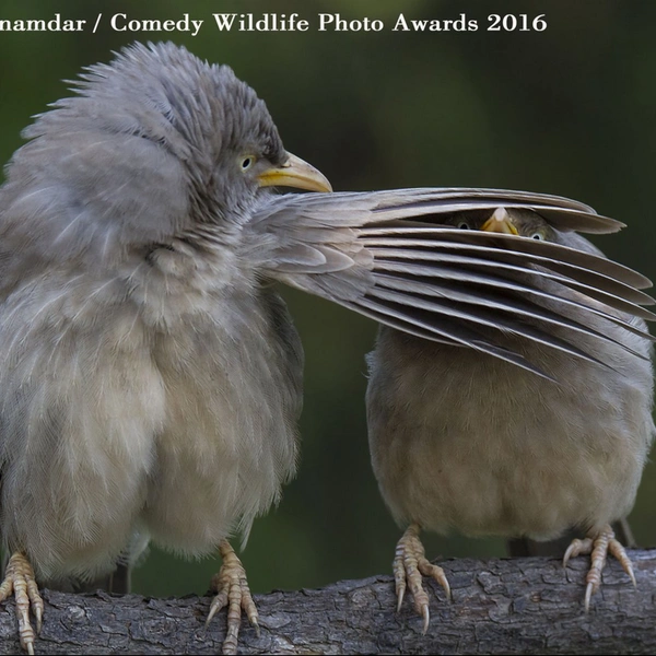«Тебе такое видеть еще рано» | Источник: Ashish Inamdar / Comedy Wildlife Photography Awards 2016