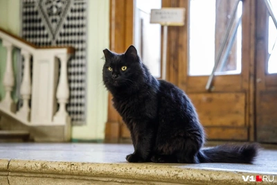 Пушель, кот-талисман планетария, ранен воронами