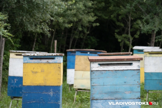 Так выглядят ульи Дадана | Источник: Елена Буйвол / VLADIVOSTOK1.RU