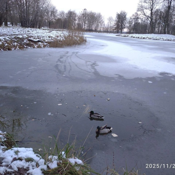 Источник: Кошкиспас / Телеграм
