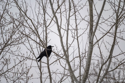 Что нельзя делать на Герасима Грачевника 17 марта?