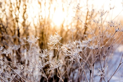 From -25 to -2 degrees: temperature swings return to Altai Krai