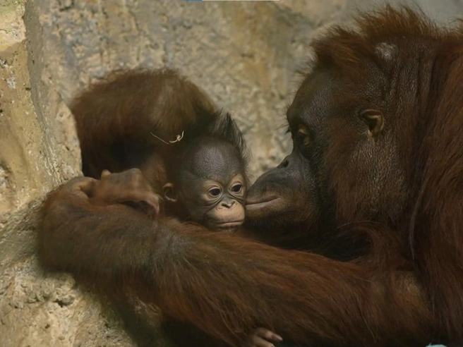 Имя новорожденного составлено из имен его отца и матери | Источник: «Новосибирский зоопарк» / vk.com
