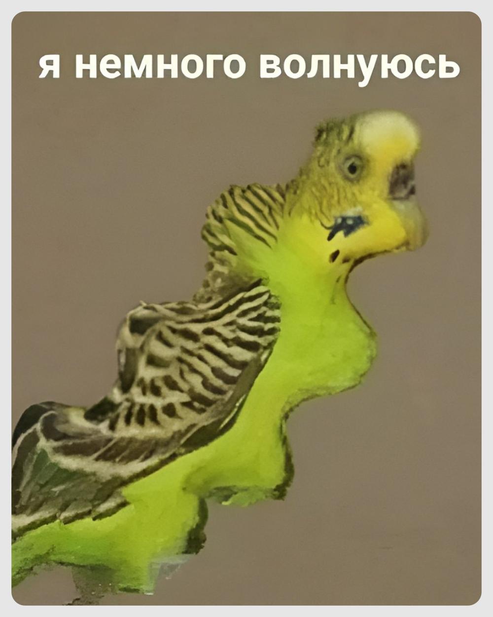 Ходячие мемы: 10 смешных картинок с попугаями