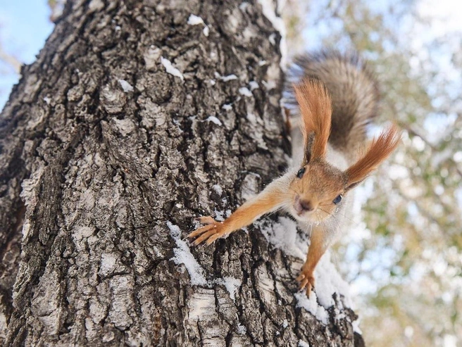 Белки проявляют невероятное любопытство и бесстрашие | Источник: Александр Ощепков
