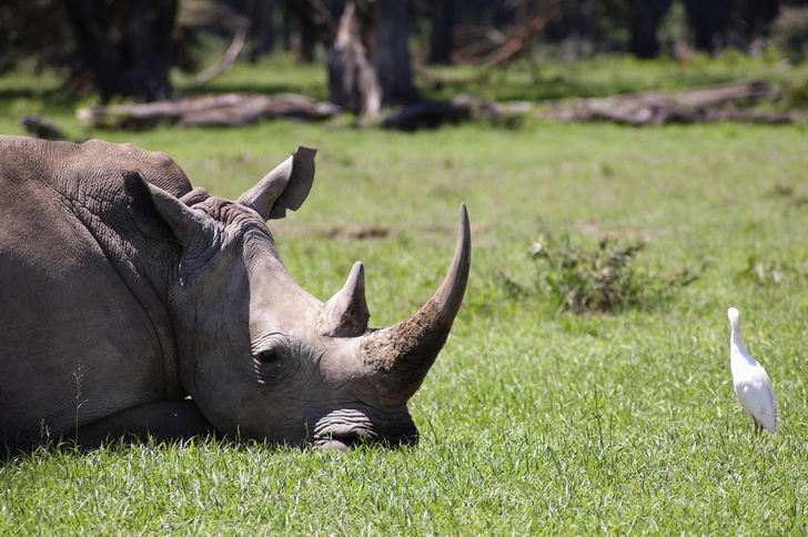 Рок от рога: как носороги балансируют на грани исчезновения