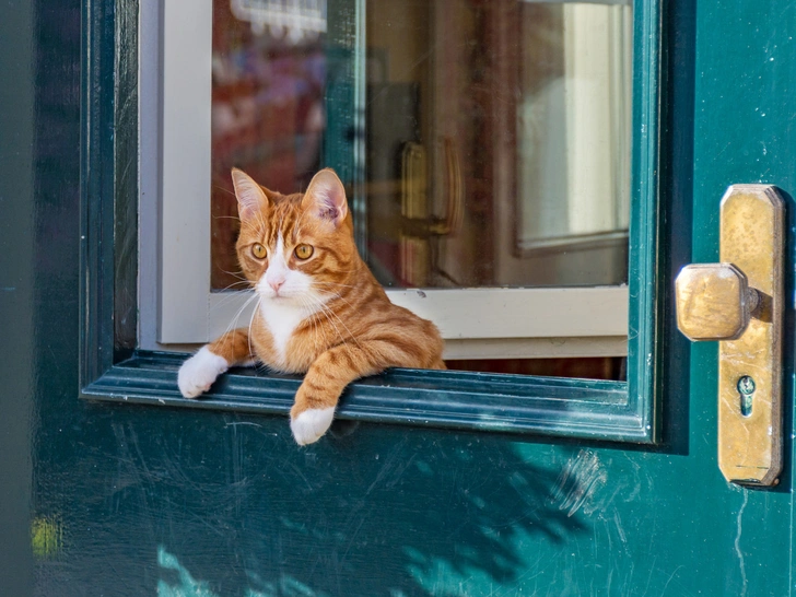 Нет ничего грустнее! Что делают кошки, когда вы уходите на работу