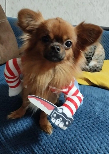 «Я не просто в костюме, я&nbsp;— официальный открыватель подарочных коробок и дегустатор всего съедобного со стола» | Источник: читатель НГС 