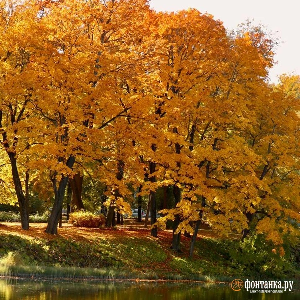 Источник: Лада Шаталова / читательница «Фонтанки»