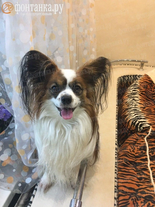 Петербурженка рассказала о собаке, которую швырнули в стену в Автово. Это компаньон королей | Источник: предоставлено «Фонтанке» владелицей собаки