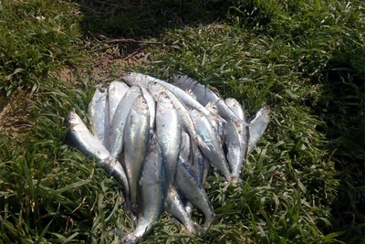 Ученые прогнозируют резкое сокращение сельди в Дону