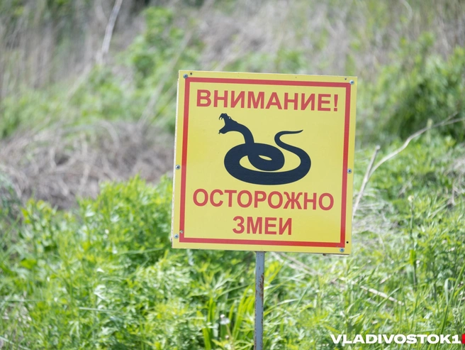 В Нижегородской области обитают три вида змей | Источник: Елена Буйвол / VLADIVOSTOK1.RU