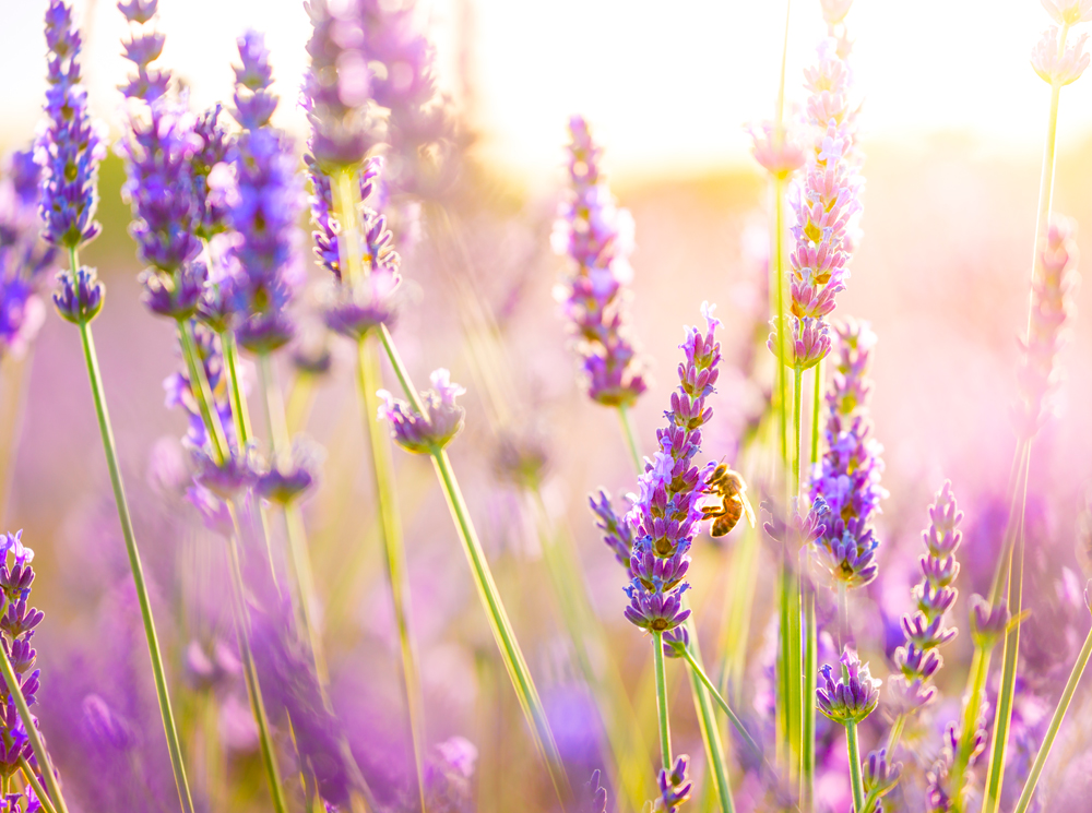 Гороскоп на лето 2021 по знакам Зодиака: сверяемся со звездами | marieclaire.ru