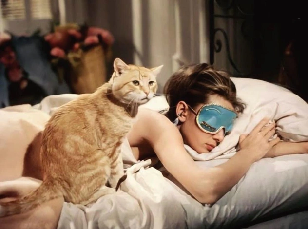 Одиночество и 40 кошек. Как перестать бояться «остаться одной до конца своих дней»