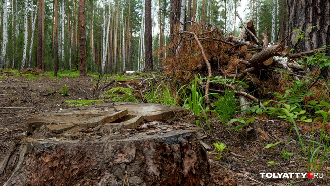 Люди уверены, что благоустройство навредит экосистеме | Источник: Наталья Лапцевич / 74.RU